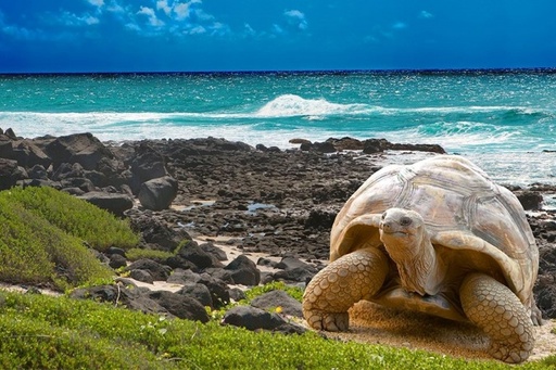 [NIUOWO] BOLETO GALÁPAGOS X2 - Wendy Carolina Segovia Aucatoma